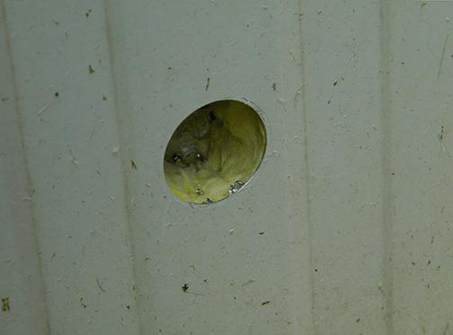 Hole In Metal Shed